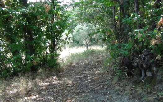 Casa e terreno con bosco