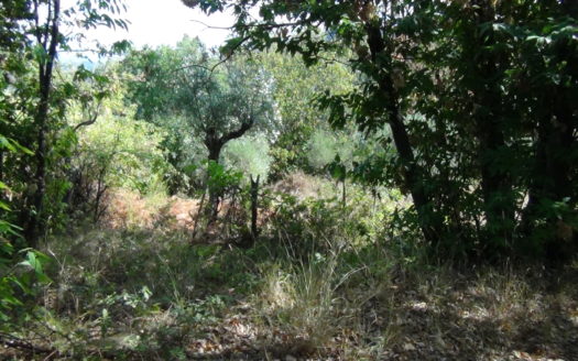 Casa e terreno con bosco