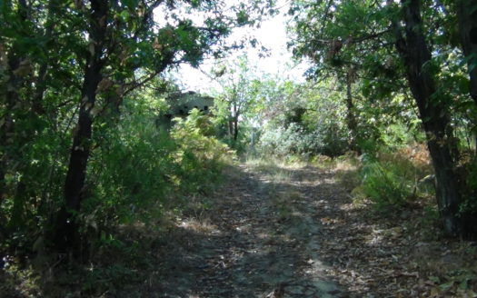 Casa e terreno con bosco