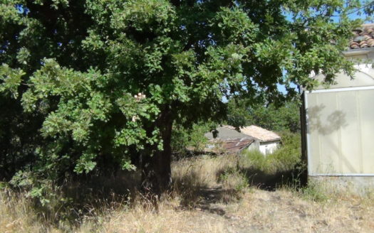 Casa e terreno con bosco