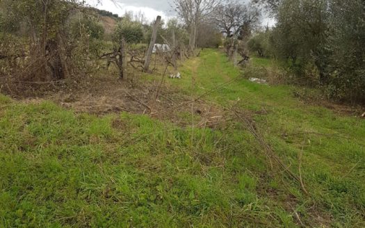 Vendesi terreno agricolo con vigneto