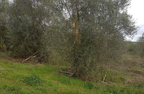 Vendesi terreno agricolo con vigneto