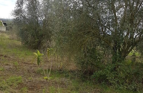 Vendesi terreno agricolo con vigneto