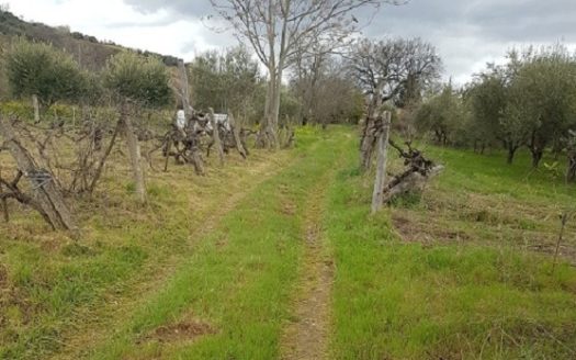 Vendesi terreno agricolo con vigneto