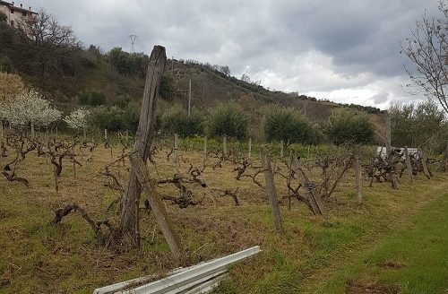 Vendesi terreno agricolo con vigneto