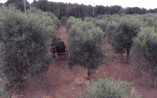 10 bedroom country house for sale Italy – Apulia, Lecce, Squinzano €1,500,000 	  10 camere da letto casa di campagna in vendita Italia – Puglia, Lecce, Squinzano € 1.500.000