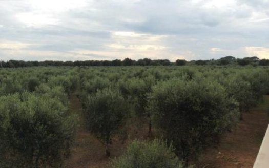 10 bedroom country house for sale Italy – Apulia, Lecce, Squinzano €1,500,000 	  10 camere da letto casa di campagna in vendita Italia – Puglia, Lecce, Squinzano € 1.500.000