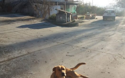 Vendesi Villa A S. Angelo dei Lombardi in provincia di AVELLINO