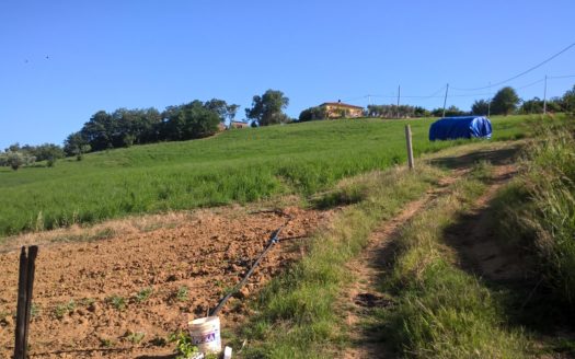 Vendesi Terreno con Bosco a Torano Castello