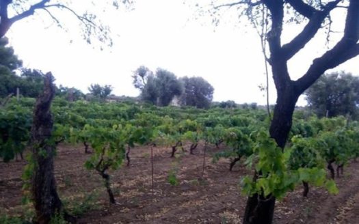 Vendesi Terreno a Crosia .