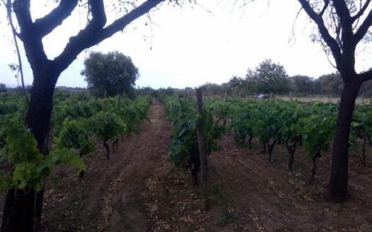 Vendesi Terreno a Crosia .