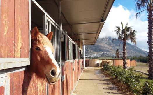 Il Centro Ippico Iannibelli.