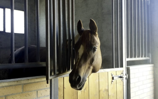 Il Centro Ippico Iannibelli.
