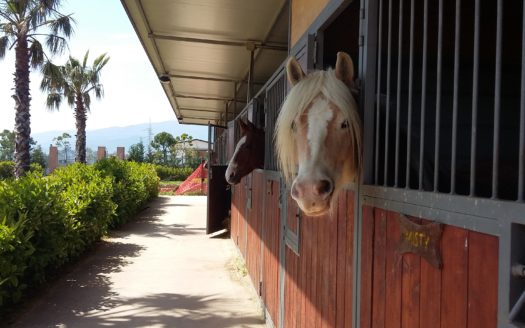 Il Centro Ippico Iannibelli.