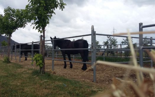 Il Centro Ippico Iannibelli.