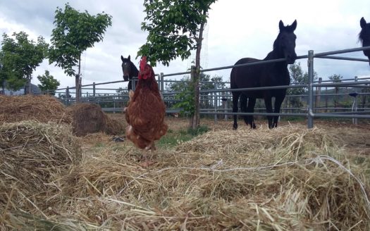 Il Centro Ippico Iannibelli.