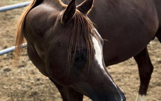 Il Centro Ippico Iannibelli.