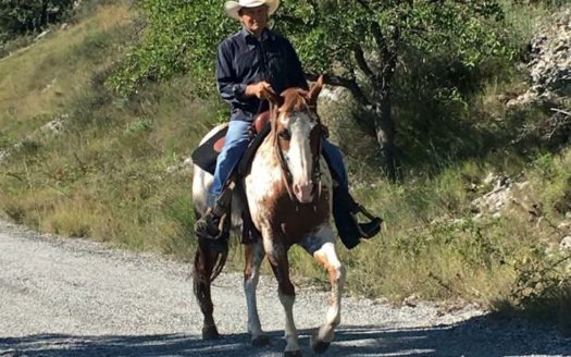 Il Centro Ippico Iannibelli.