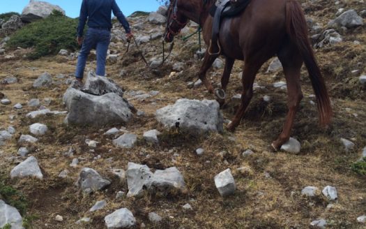 Il Centro Ippico Iannibelli.