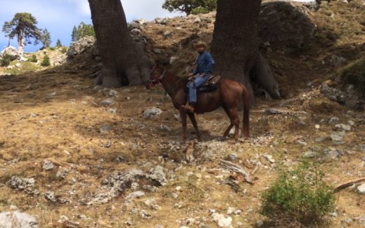 Il Centro Ippico Iannibelli.