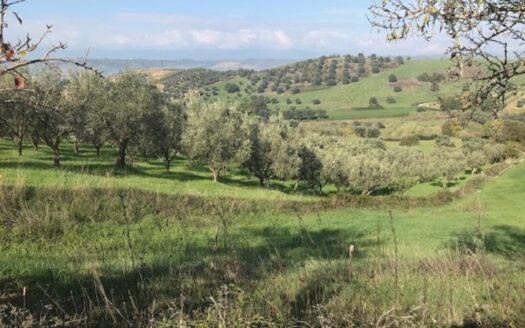 Terreno Agricolo a Bisignano