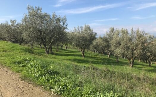 Terreno Agricolo a Bisignano