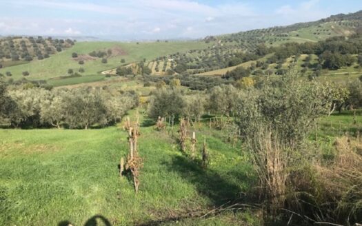 Terreno Agricolo a Bisignano