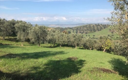 Vendesi Terreno Agricolo a Bisignano