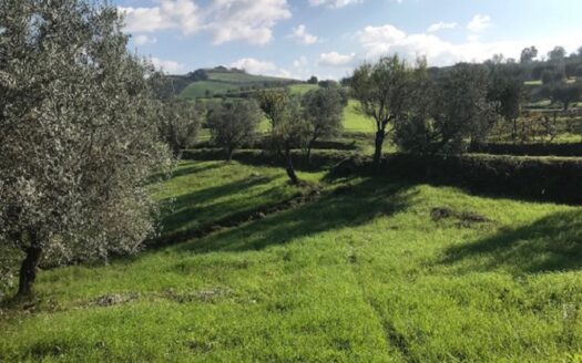 Vendesi Terreno Agricolo a Bisignano