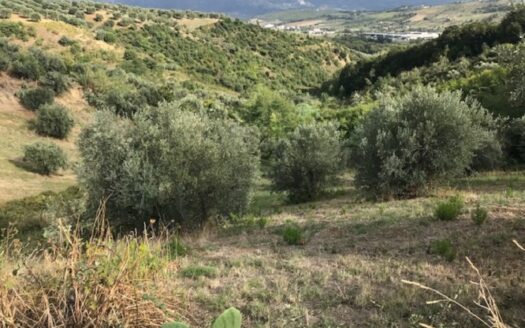 Vendesi Casa più terreno a Lattarico