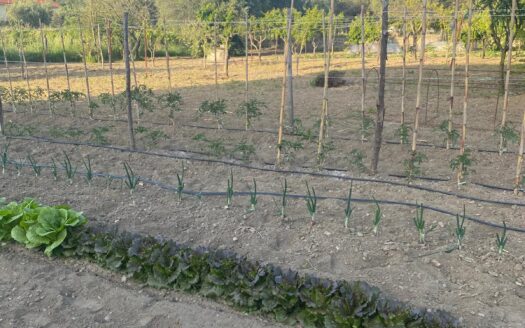 Terreno edificabile in Contrada Arena, Bisignano (Cs)